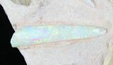 Opal Replaced Belemnite & Clam Fossils - Australia #21910-6